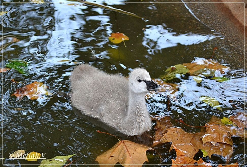 Le Jardin des Plantes et sa Ménagerie