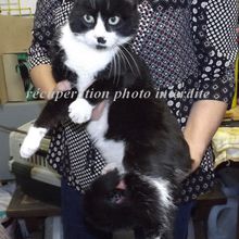 Chat mâle noir et blanc trouvé sur Machecoul - Saint-Même 44270