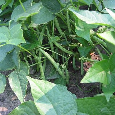 Phaseolus vulgaris - Haricot vert nain