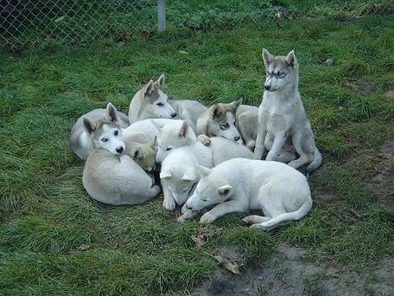 Quelques photos des chiens et chiots de Carlo qui a un élevage en Valais / Suisse :)