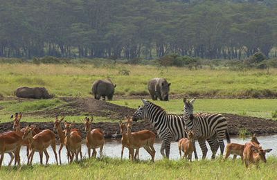 Le zèbre de grévy, erreur au Botswana!!