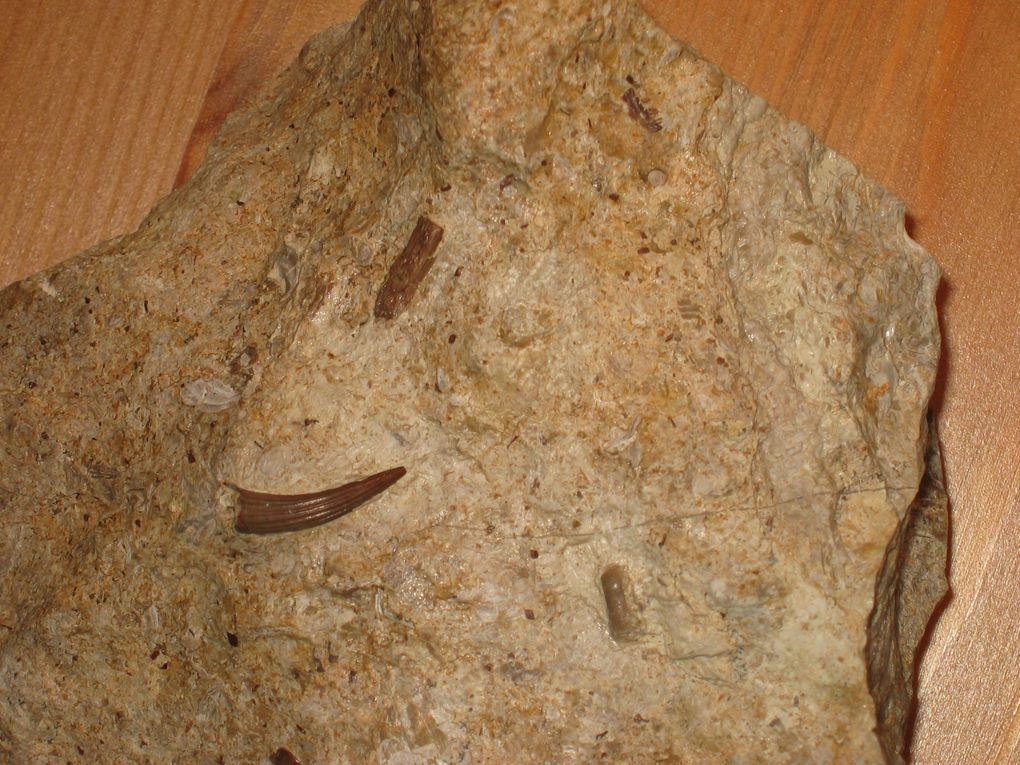 Album - fossiles-du-muschelkalk-lorrain