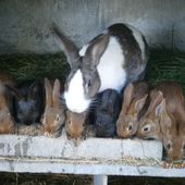 Possibilité de nourrir les animaux avec nous