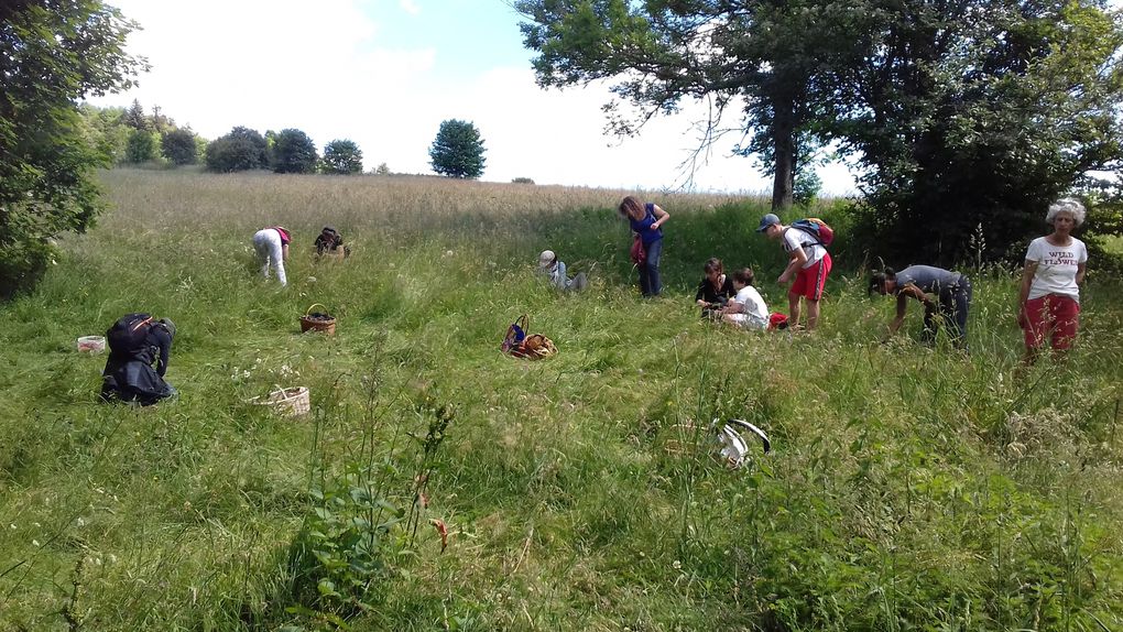 Les ateliers &quot;cueillette et cuisine&quot; du mois de juin