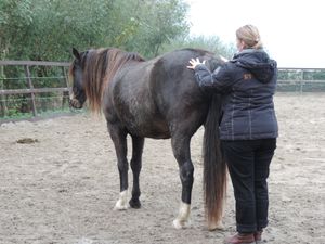 Equus Femina Netherlands Novembre 2013