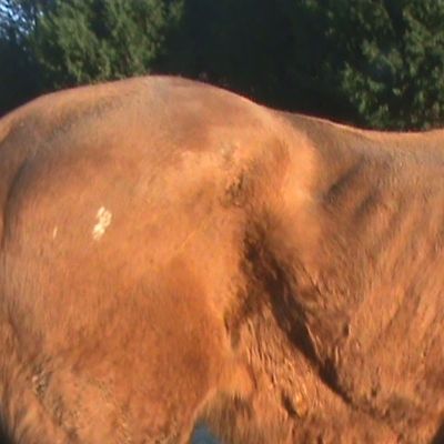 Le vieux cheval : un métabolisme ralenti, une nutrition très délicate