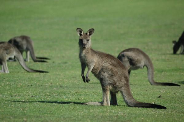 Album - australie