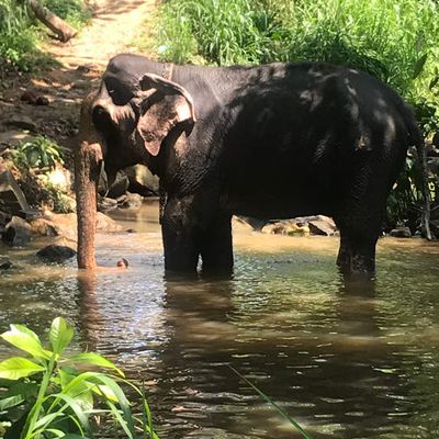 Kandy et les environs