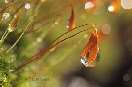 Goutte mousse