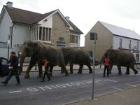 Les animaux d'Irlande ! si, si ! (2012)