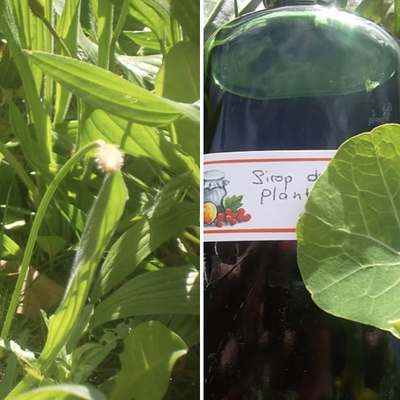 Plantain : un sirop anti-toux malin