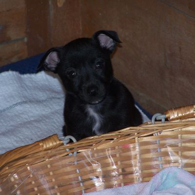 Bandit, petit Terrier de deux mois
