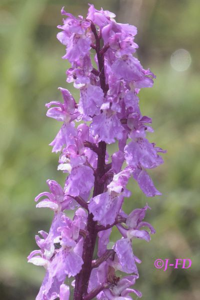 Orchis mascula