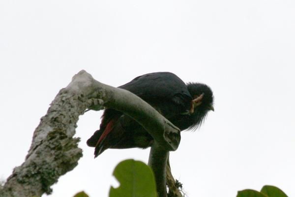 Album - Créatures de Madagascar