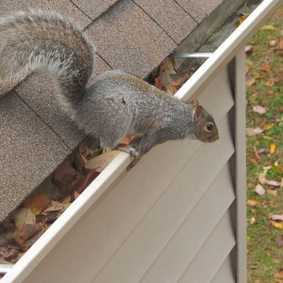 Squirrels in the Attic