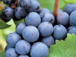 #Cabernet Franc Producers Delaware Vineyards