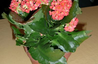 Kalanchoe blossfeldiana - Kalanchoe