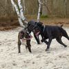 Ballade avec Dinky la boxer