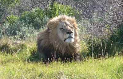 Les bucherons, les éléphants et le lion