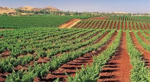 #Pinot Noir Producers Barossa Valley Australia