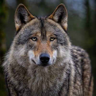 Chasse aux loups à Prény au XVIIIème siècle
