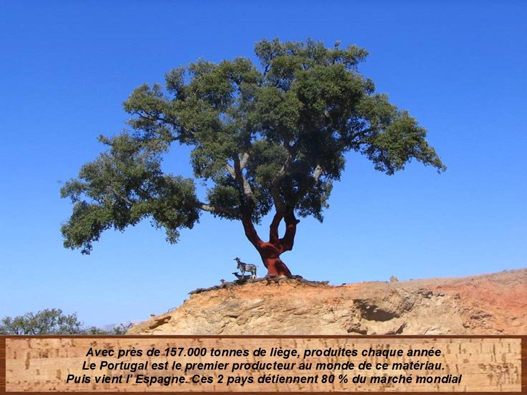 Le Portugal, la cueillette du liège