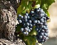 #White Grenache Producers Central Valley Vineyards California