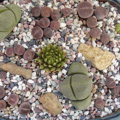 Lithops plantes cailloux deuxième composition