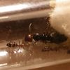 Camponotus Latelaris, la suite