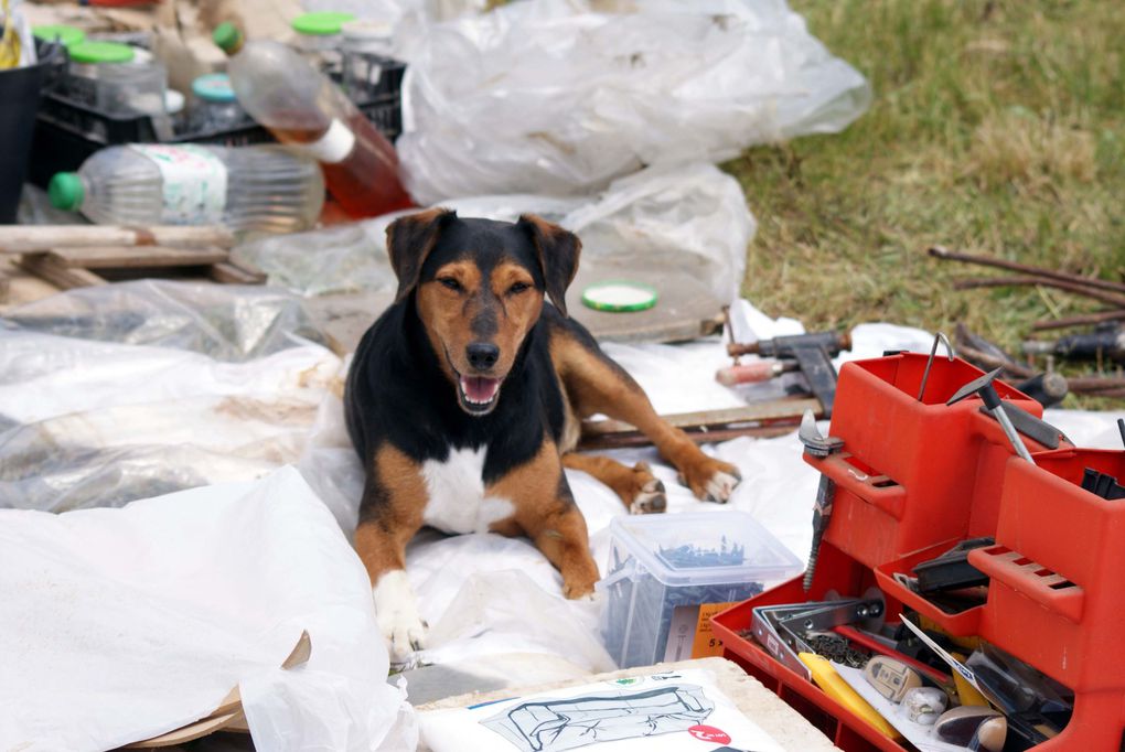 Chiens et chats divers rencontrés ou gardés chez moi... ou en visite !!