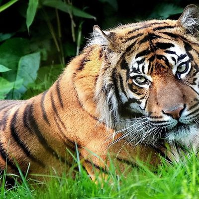 Tigre - Félin - Regard - Photographie - Wallpaper - Free