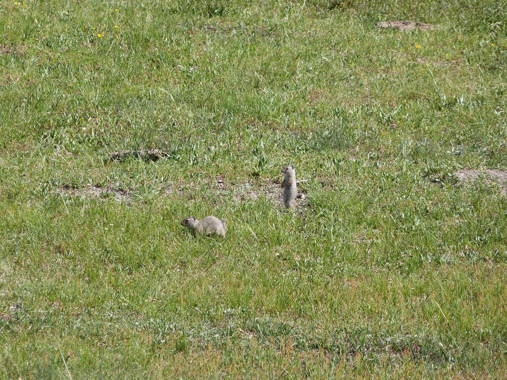 Voici quelques photos de ce MAGNIFIQUE parc national qu'est Yellowstone. Animaux sauvages, canyon, geysers, .... c'était juste splendide!