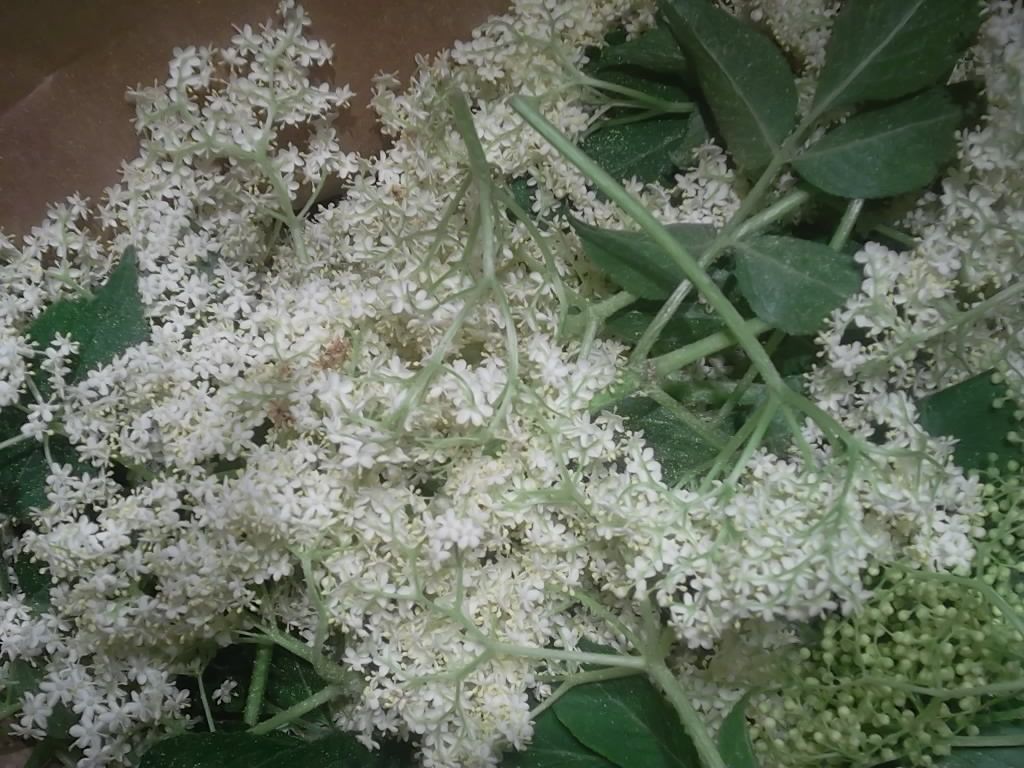 Gelée de fleurs de sureau - La recette de la Maison du sureau