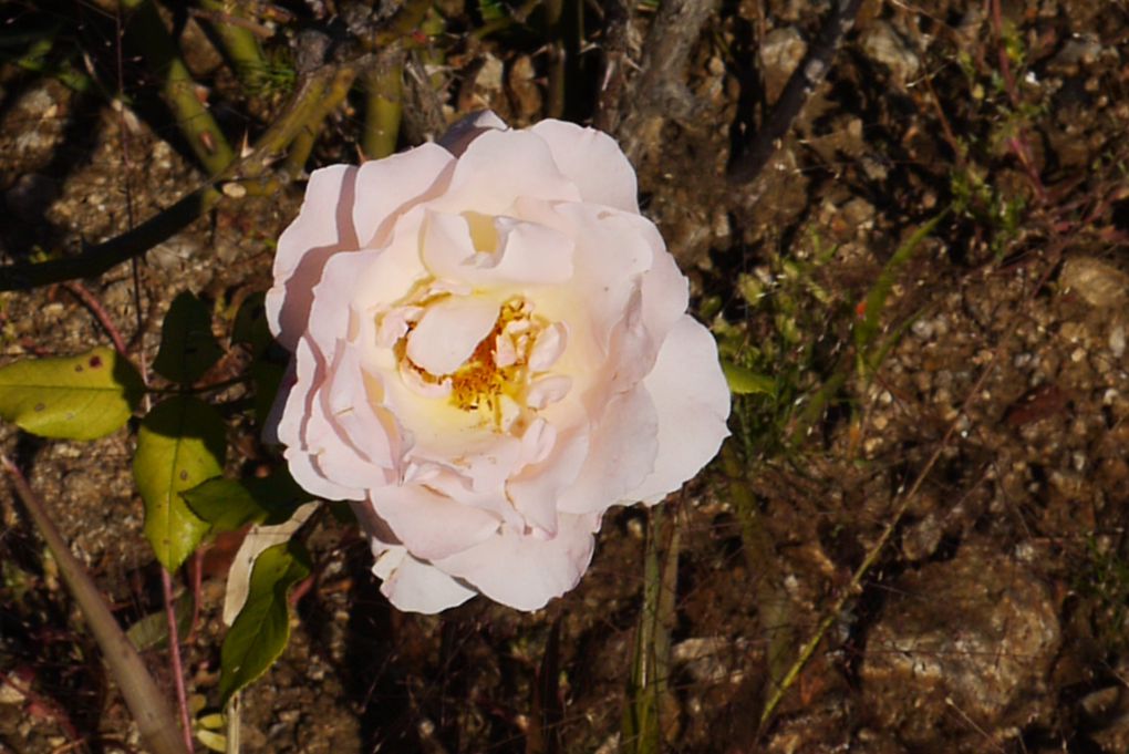 mes fleurs au jardin