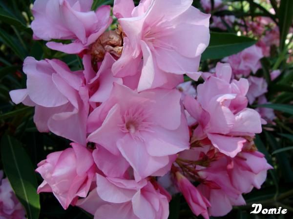 Clichés de fleurs et plantes pris au gré de mes promenades...