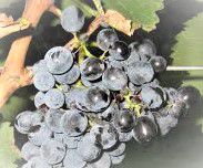 #Saperavi Producers Australia Vineyards 