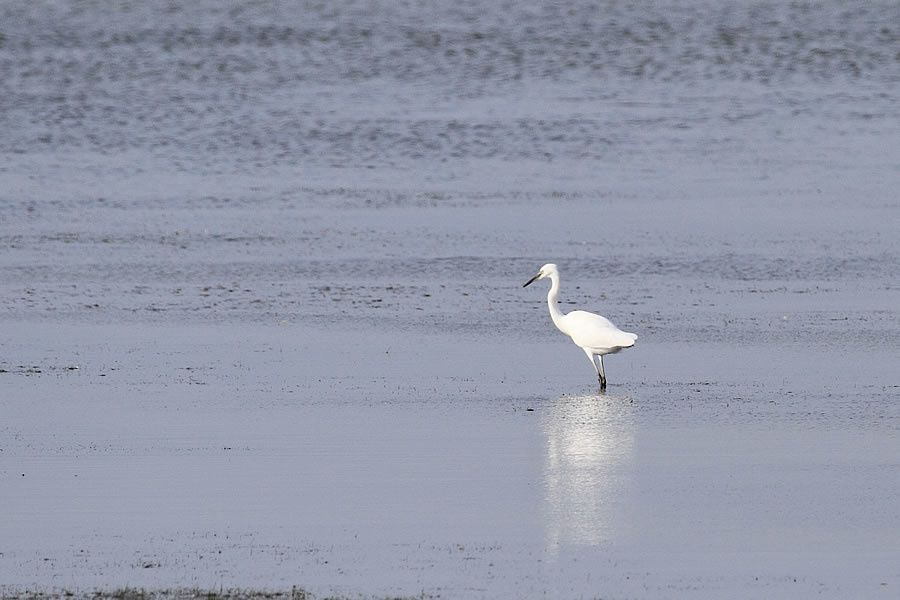 Album - Faune-Oiseau-9