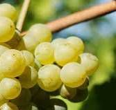 #Pinot Blanc Producers Ohio Vineyards