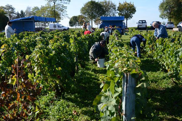 Les vendanges de la Confrérie - septembre 2015