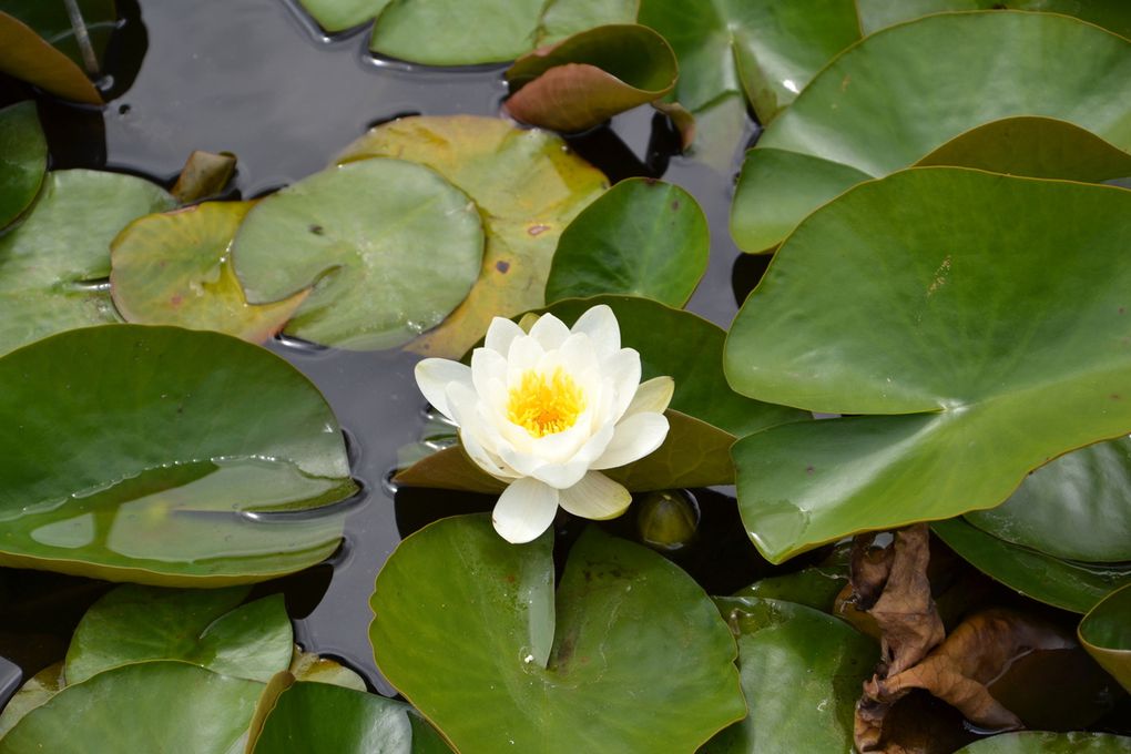 Sortie au jardin des nénuphars GS Rencontre avec...