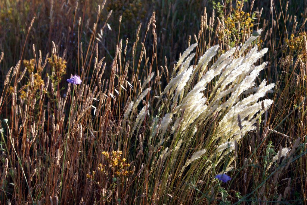 Photos diverses de fleurs et plantes de mon jardin, pour la plupart... en toutes saisons.