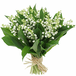 Le muguet