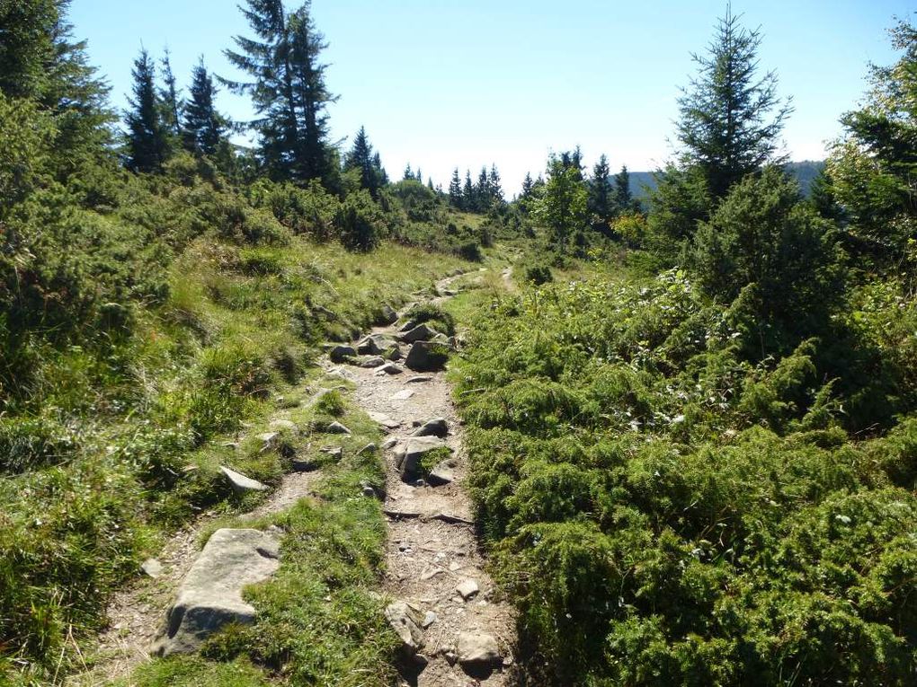 Diaporama : genévriers sauvages et vues sur la grande crête vosgienne (massif du Hohneck).