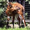 Une antilope Bongo est née au zoo de Varsovie et recherche un sponsor