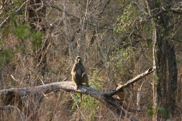 Album - Safari (Afrique du Sud)