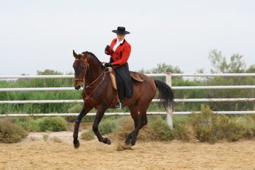Voici quelques photos de nos chevaux
et des photos en Concours