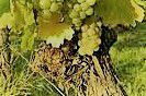 #Sylvaner Producers South Coast California Vineyards 