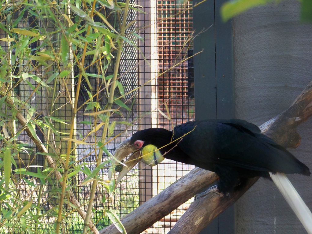 Album - 2011-2012-Parc-des-Oiseaux