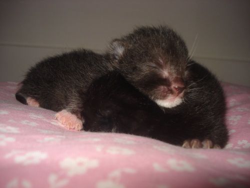 Voici des photos des animaux qui nous entourent, ils font partie de notre vie, pour le meilleur et pour le pire, et resteront dans notre coeur pour toujours... Et voici aussi la famille !