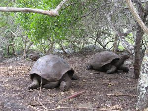 Une semaine aux Galápagos. 8/15 mai 2015